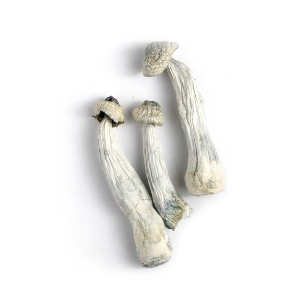 Albino Penis Envy Mushrooms